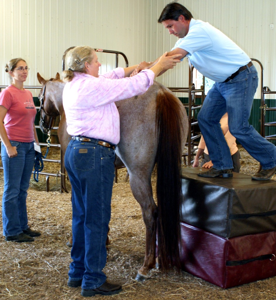 Dr. Heidi Teaching At Options For Animals Southeast Animal Chiropractic